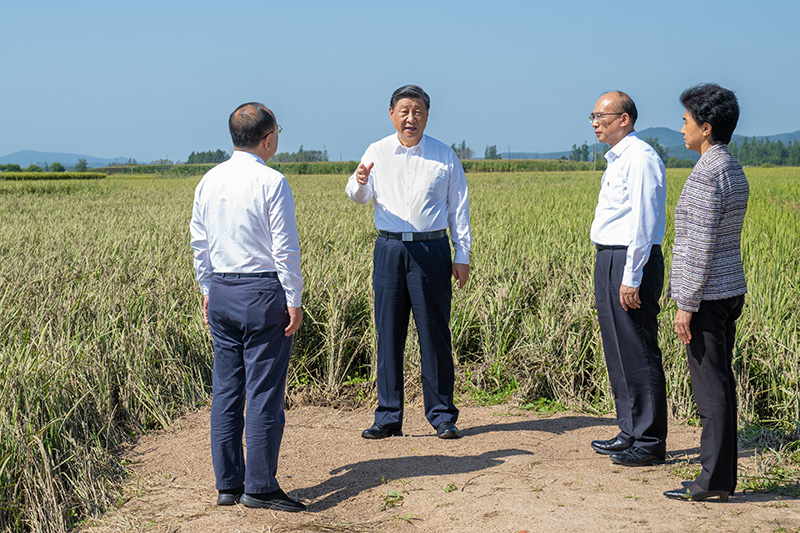 9月6日至8日，中共中央總書(shū)記、國(guó)家主席、中央軍委主席習(xí)近平在黑龍江考察。這是7日上午，習(xí)近平在遭受洪澇災(zāi)害的哈爾濱尚志市老街基鄉(xiāng)龍王廟村，察看水稻受災(zāi)情況。